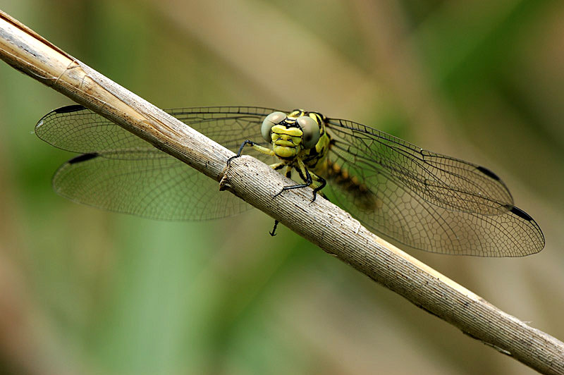 Onychogomphus forcipatus